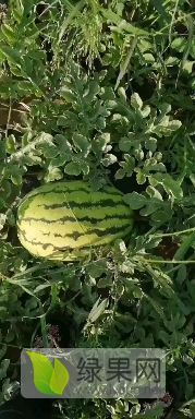 内蒙古赤峰市沙地西瓜
