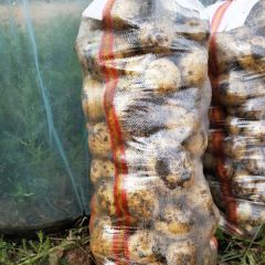 内蒙古宁城县尤金885土豆出售