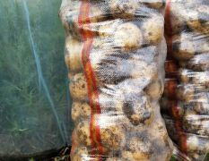 内蒙古宁城县尤金885土豆出售