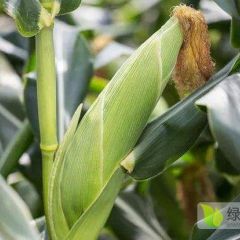 山东潍坊黄旗堡镇大量优质糯玉米