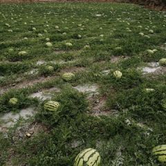 砂甜瓜 宁吃好瓜一口 不吃烂瓜一斗