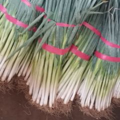 东昌府沙镇刘长江6月长白大葱