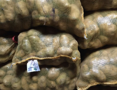 万恒公司！优质脱毒种薯☞高产☞抗病☞亩产过万☞免费提供种植技术和管理
