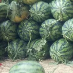 露天沙地陆地西瓜，美都，长花瓜品种多