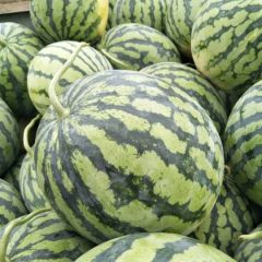 美都大量上市，价格最低，质量最好，宁愿不发，也不能让朋友