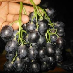 潍坊市玫瑰香葡萄大量供应