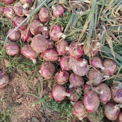 沂南洋葱供应中走过路过不要错过