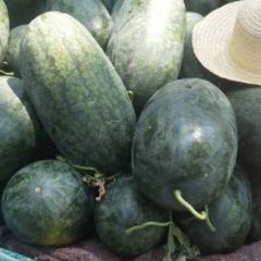 陆地头茬黑美人火爆上市中