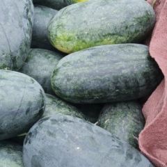 太康县芝麻洼乡西瓜大量上市