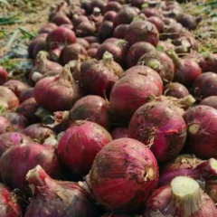 大量供应红皮洋葱，价格便宜 80一个头的