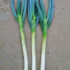 青州市优质铁杆大葱上市