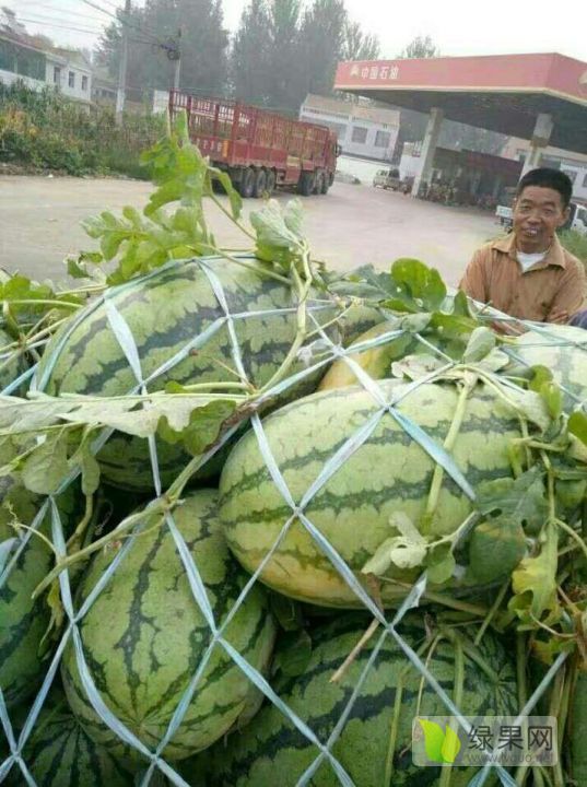 冠龙价格
