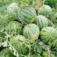 河南省太康县西瓜大量上市