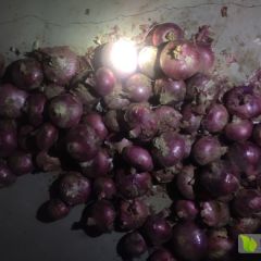 大量供应红皮洋葱
