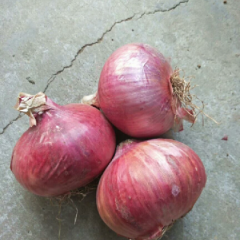 山东潍坊安丘洋葱