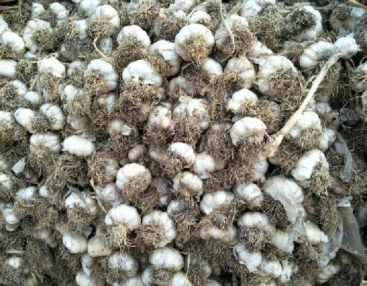 供应山东潍坊安丘大蒜