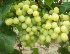 山西夏县红提葡萄著名品种
