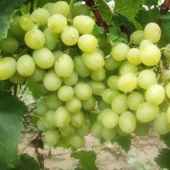 夏县各种葡萄、产地直销