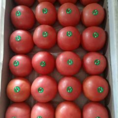 西红柿产地直销，代收，代发全国各地
