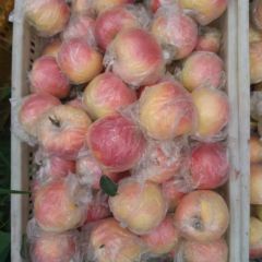 山东冠县嘎啦苹果即将采摘上市