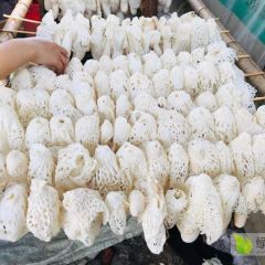 自然竹荪2020新货干竹荪