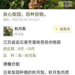 秋月梨自家梨园大量供货