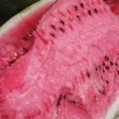 专业经营水果，西瓜