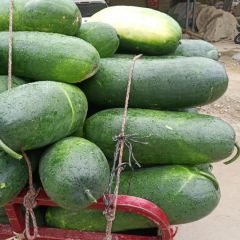 新野黑皮冬瓜大量上市供应