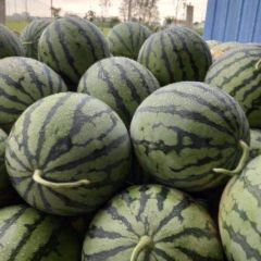 开封精品美都麒麟瓜，质优价廉，头茬供应！