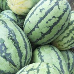 开封沙地冠龙头茬供应中，产地直销！