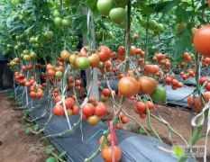 无限生长型，大红果番茄智谷918番茄西红柿