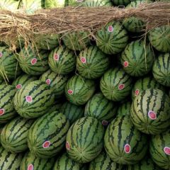 甘肃省白银市会宁县郭城镇解暑西瓜