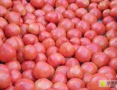 河北硬粉西红柿大量上市，货源充足