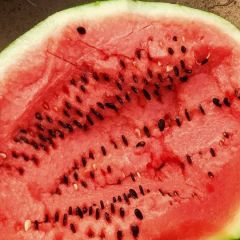 内蒙赤峰甜王上市