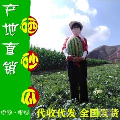 甘肃靖远产地供应旱砂瓜、硒砂瓜产地直销中
