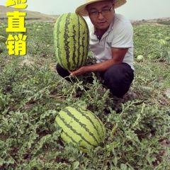 产地直销，甘肃靖远旱砂瓜硒砂瓜大量销售产地直销