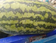 山东新品绿裳，超甜耐运