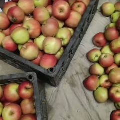 山西运城万荣嘎啦苹果陆续上市啦