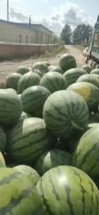 吉林白城西瓜供應 都是新開園沙土地直根西瓜 平均都在18~19斤個大