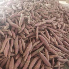 山东夏津精品蜜薯，纯沙地种植。