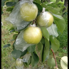 河北沧州泊头市膜袋皇冠梨，水晶皇冠梨即将上市