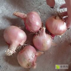 红皮洋葱头大量上市中
