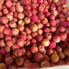 烟台栖霞下贱果4毛-75 7毛-80 9－85