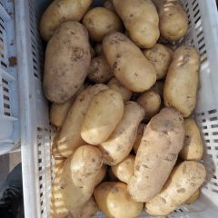 2020年沂南土豆火热招商进行中