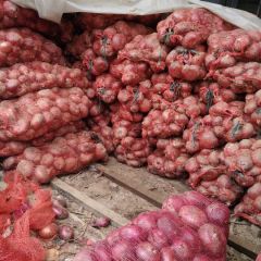 紫皮个大无农药化肥和膨大素等，靠农家肥成长。