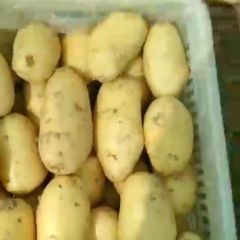 保定荷兰十五大量上市