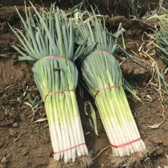 河北唐山长白大葱，铁杆大葱。净葱、毛葱