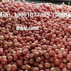 河北唐山硬粉西红柿著名品种