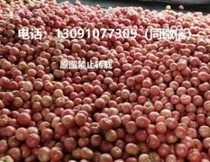 河北唐山硬粉西红柿著名品种