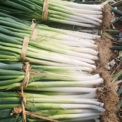 玉田长白大葱正在大量供应中纯绿色无公害产品